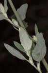 Lambsquarters